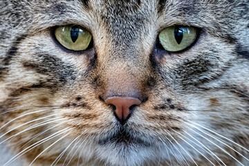 Stray cat looking up angry