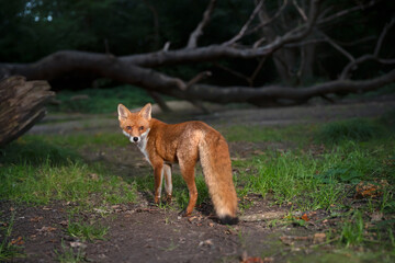 Naklejka na ściany i meble Red fox in a forest in the evening