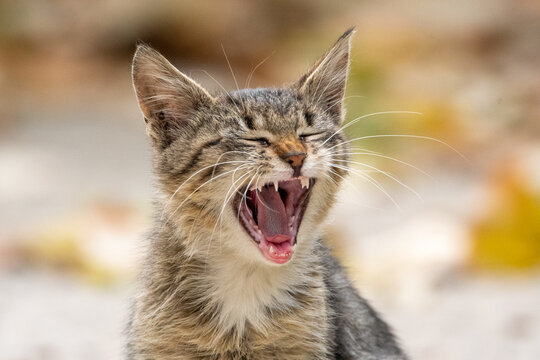 Kitten yawns during winter sunny day