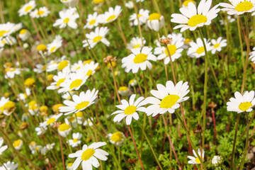 Yellow and white Daisy flower petals closeup in a daisy green field .