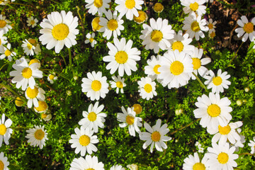 Yellow and white Daisy flower petals closeup in a daisy green field .