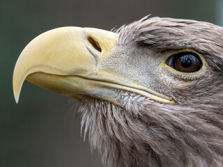 Adler