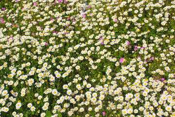 Obraz na płótnie Canvas Yellow and white Daisy flower petals closeup in a daisy green field .