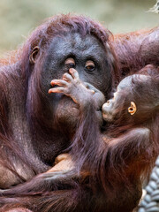 orang-utan