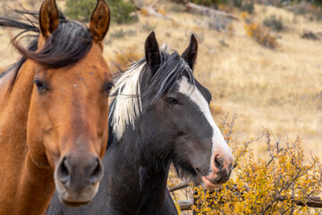 Fototapeta na wymiar Photograph of a Beautiful Colorado High Country Horse