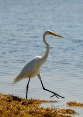 White Heron at Anne's Beach Islamorada, Florida Keys