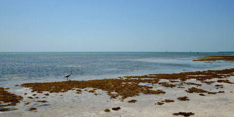 Fototapeta na wymiar Anne's Beach Islamorada, Florida Keys