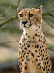 Gepard