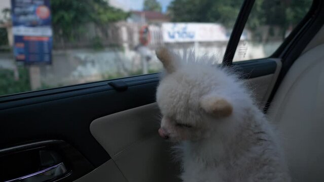 adorable white pomeranian puppy dog looking out window of moving car, slow motion scene