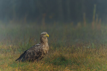 White tailed eagles (Haliaeetus albicilla) searching for food in the early morning on a field in the forest in Poland. 
