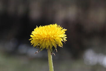 Taraxacum officinale blossom close up