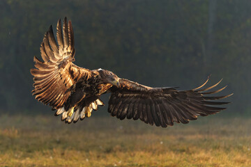 Eagle flying. White tailed eagles (Haliaeetus albicilla) flying at a field in the forest of Poland searching for food on a foggy autumn morning.