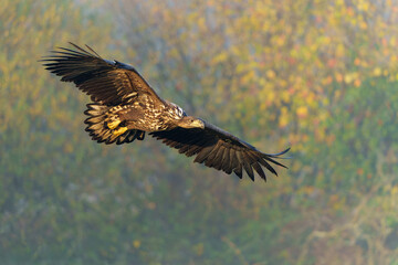 Eagle flying. White tailed eagles (Haliaeetus albicilla) flying at a field in the forest of Poland searching for food on a foggy autumn morning.
