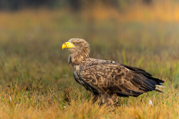 White tailed eagles (Haliaeetus albicilla) searching for food in the early morning on a field in the forest in Poland. 