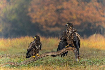 White tailed eagles (Haliaeetus albicilla) searching for food in the early morning on a field in the forest in Poland. 