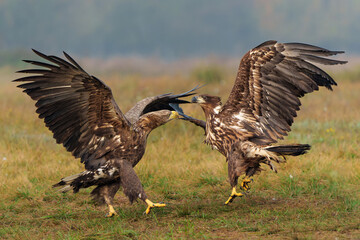 Eagle battle. White tailed eagles (Haliaeetus albicilla) fighting for food on a field in the forest in Poland.