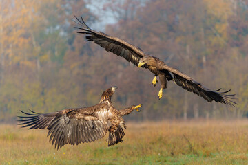 Eagle battle. White tailed eagles (Haliaeetus albicilla) fighting for food on a field in the forest in Poland.
