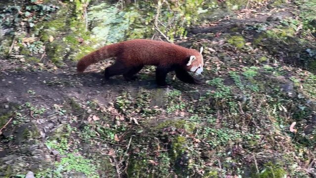 The cute Red Panda. Beautiful funny animal. Stock video clip. 4K