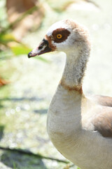 Egyptian goose