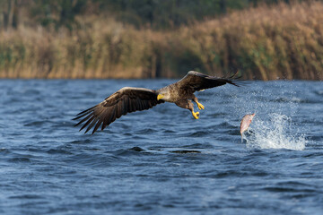White Tailed Eagle (Haliaeetus albicilla), also known as Eurasian sea eagle and white-tailed sea-eagle. The eagle is flying to catch a fish in the delta of the river Oder in Poland, Europe.