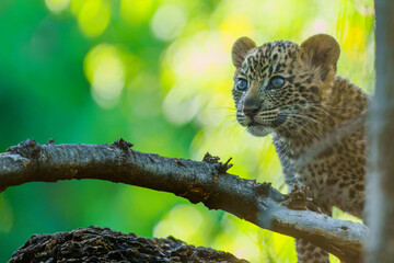 Cute Leopard cub. This leopard (Panthera pardus) cub is coming out of the den when his mother arrives -  Mashatu Game Reserve in the Tuli Block in Botswana © henk bogaard