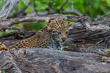Cute Leopard cub. This leopard (Panthera pardus) cub is coming out of the den when his mother arrives -  Mashatu Game Reserve in the Tuli Block in Botswana