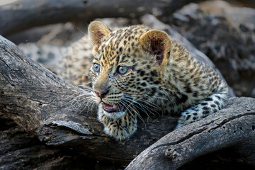 Cute Leopard cub. This leopard (Panthera pardus) cub is coming out of the den when his mother arrives -  Mashatu Game Reserve in the Tuli Block in Botswana
