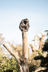 Chimpanzee sitting on the top of tree trunk in thoughtful humal like pose observing the world around him.