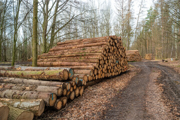 Big piles of pine and beech tree trunks stocked at the forest border near a road after logging, Germany