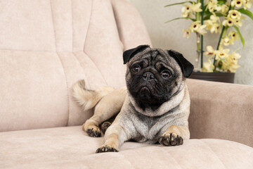 A sad pug lies on the couch and looks away. Care for pugs, their coat, folds, ears and eyes.