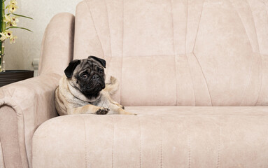 A funny one-year-old pug lies on a light beige sofa, a place for text. Purebred small dogs, pet shop.
