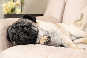 A sad pug lies on the couch and looks away. Care for pugs, their coat, folds, ears and eyes.