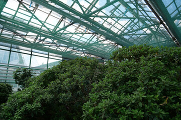 Green young plants in hothouse. Ensuring survival of rare plant species