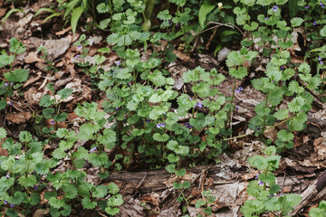 Gundelrebe, Gundermann Pflanzen mit Blüten und Ranken auf Waldboden