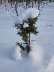 small pine with a cap of white snow on top 