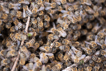 Honey bees.