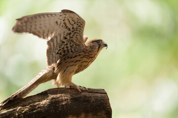 Bird of prey perching on a stump. Common Kestrel
