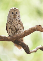Owl perching on a branch on green background