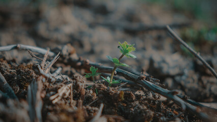 Green plant budding from a spring soil