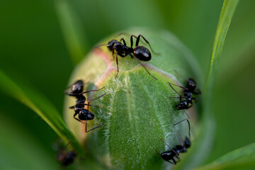 Ants