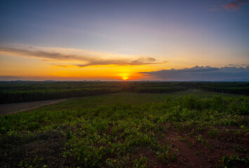 Obraz premium Rubber plantation farming area in the south of Thailand