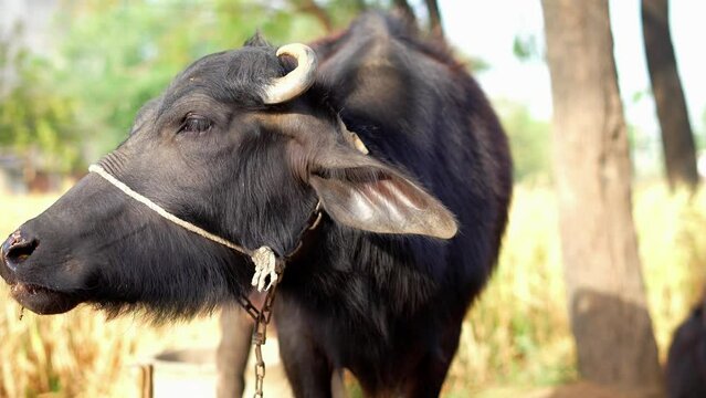 Close up of Indian buffalo chewing the cud while white foam on Mouth. Asian female buffalo with big horns in village. Domestic animals grazing in the field.