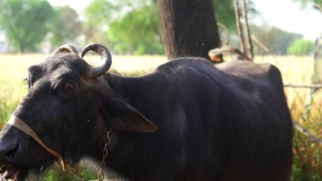 Close up of Indian buffalo chewing the cud while white foam on Mouth. Asian female buffalo with big horns in village. Domestic animals grazing in the field.