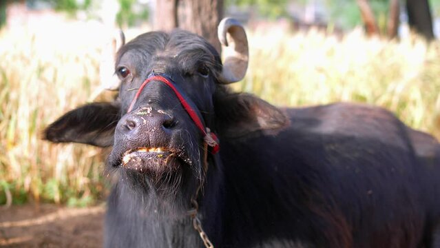 Close up of Indian buffalo chewing the cud while white foam on Mouth. Asian female buffalo with big horns in village. Domestic animals grazing in the field.