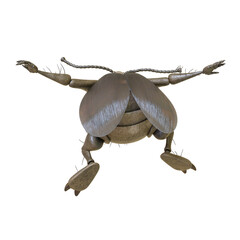 cockroach cartoon is landing rear view