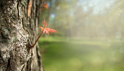 Spring background. Young leaf on a textured tree trunk on light green background with sun rays. Copy space