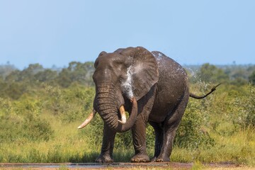 Obraz premium Closeup shot of an elephant using its trunk to water the body on a summer hot day