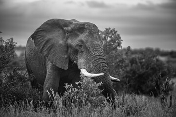 Grayscale of a giant elephant with white tusks in the middle of a safari on an isolated
background