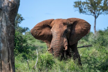 Fototapeta na wymiar Beautiful shot of an elephant in a green field during the day