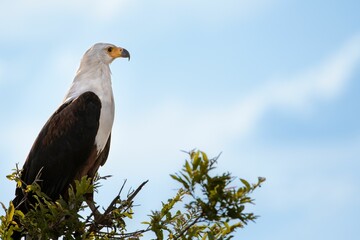 Closeup shot of an African Fish Eagle in a forest under the clouds